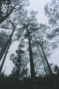 Low angle view of trees in forest against sky