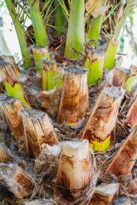 Close-up of vegetables on tree trunk