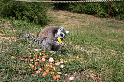 Bird eating food on land