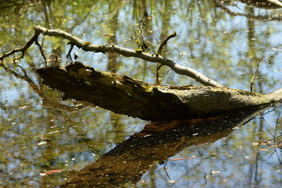 Close-up of lizard on tree trunk