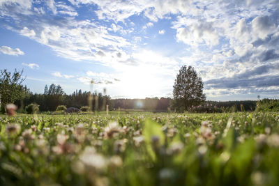 Plants growing on field against sky
