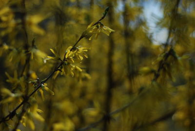 Close-up of flowering plants against blurred background