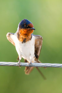 Close-up of bird perching