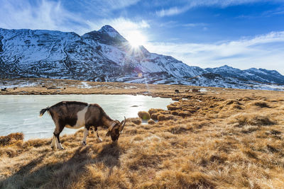 View of an animal on snowcapped mountain against sky