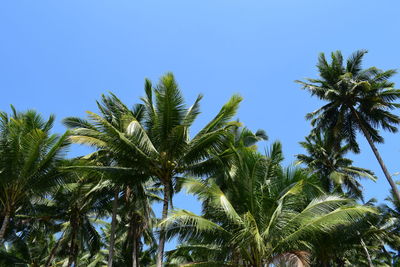 Low angle view of palm trees against clear blue sky