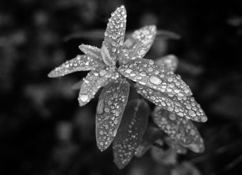 Close-up of water drops on flower