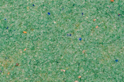 High angle view of plants growing on land