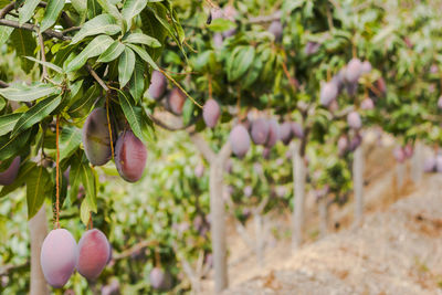 Mangoes hanging on tree
