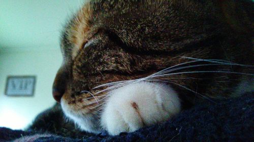 Close-up of cat sleeping