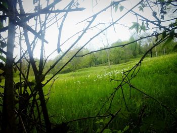 Scenic view of field against sky