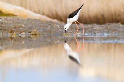 Bird on a lake