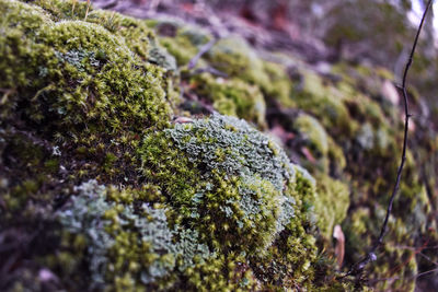 Close-up of moss growing on rock