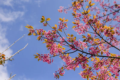 Low angle view of cherry blossoms against sky