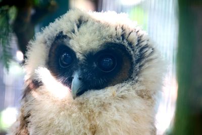 Close-up portrait of owl