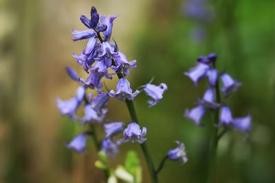 Close-up of purple flowering plant