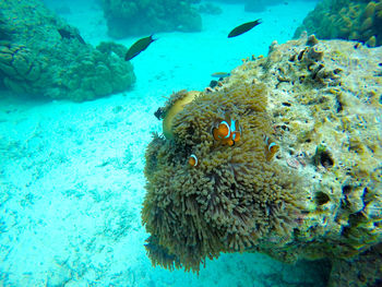 View of crab in sea