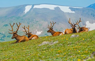 Elk sitting on field against mountain