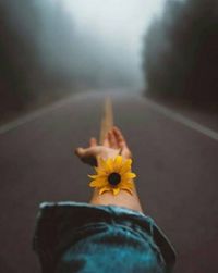 Close-up of yellow flower on road