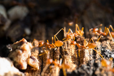 Close-up of dry plants on field