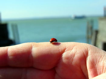 Cropped image of hand with ladybug