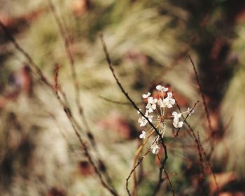 Close-up of cherry blossom on twig