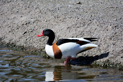 Duck swimming in lake