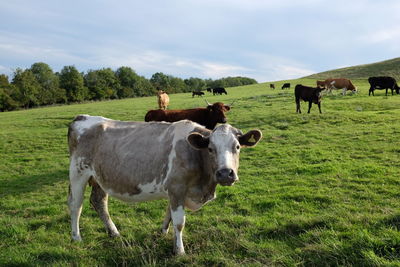 Cows in a field