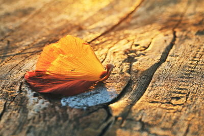 Close-up of leaf on wood