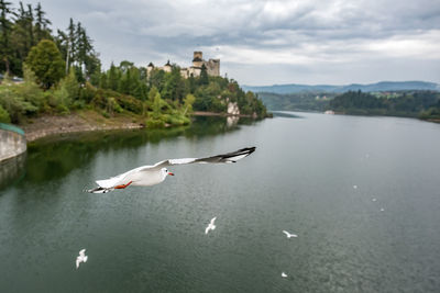 Seagulls flying over lake