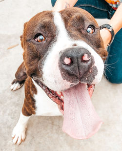 Close-up portrait of a dog