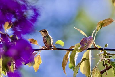 Close-up of bird perching on plant