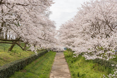 Scenic view of cherry blossom amidst trees against sky