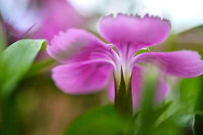 Close-up of pink flowers