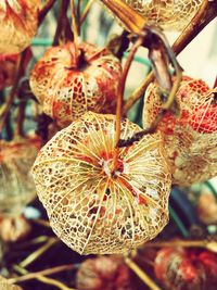 Close-up of plant against blurred background