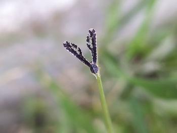 Close-up of snow on plant platyptilia is a genus of moths in the family pterophoridae 