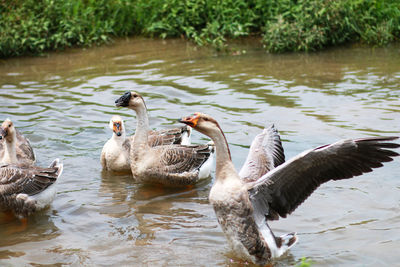 A group of geese swimming in the water