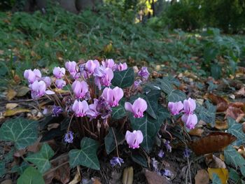 Purple flowers blooming outdoors