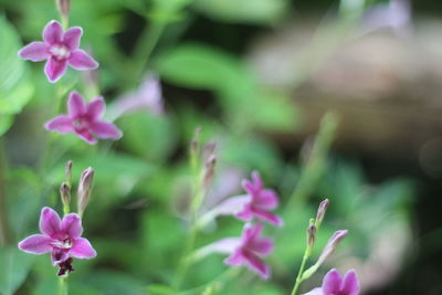 Close-up of pink flowers