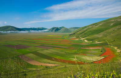 Scenic view of agricultural field against sky