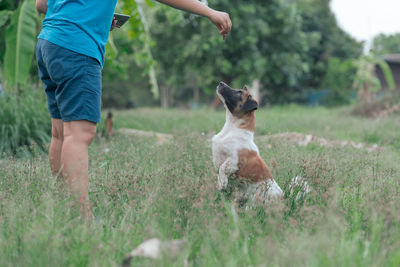 Full length of dog on field