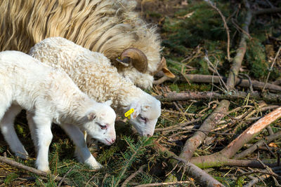 Sheep in a field