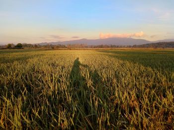 Scenic view of agricultural field against sky