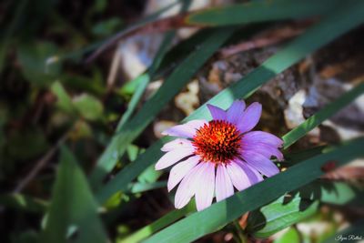 Close-up of purple flowering plant