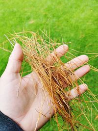 Close-up of hand holding plant