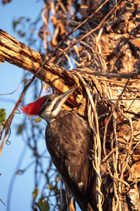 Close-up of bird perching on branch