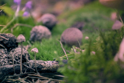 Close-up of mushrooms