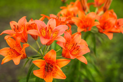 Close-up of orange flowering plant