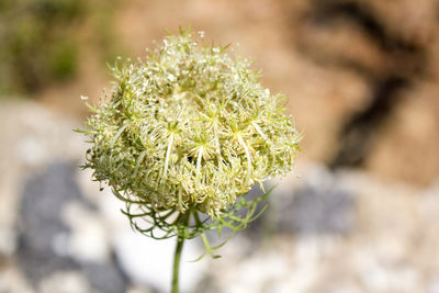 Close-up of white flowering plant
