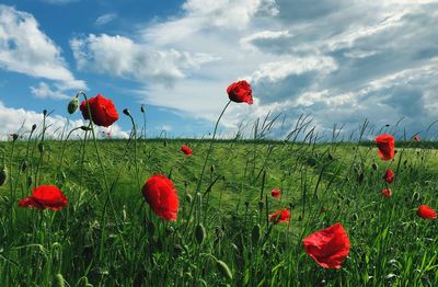 Close-up of red poppies on field against sky