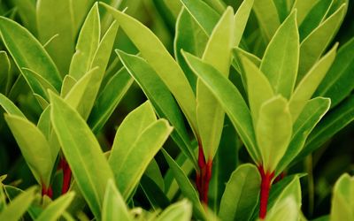 Full frame shot of green leaves